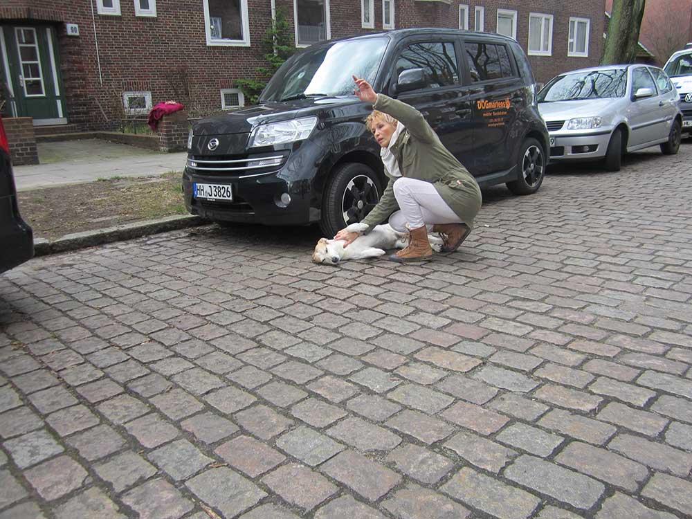 Erste Hilfe am Hund