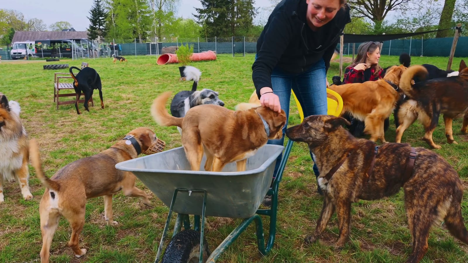 Hundebetreuung Hamburg