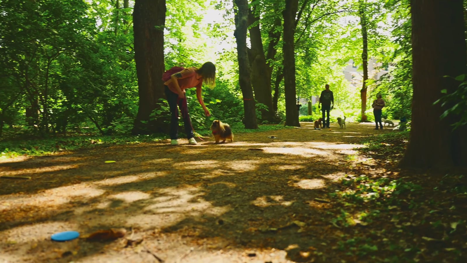 DOGmartens Mantrailing im Wald DOGmartens Mantrailing im Wald